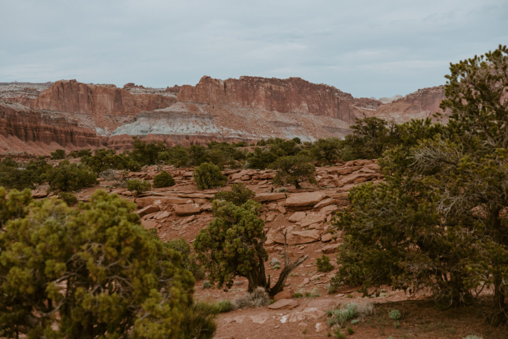 Danielle and Nick | Capitol Reef National Park Wedding | Torrey, Utah | Emily Dawn Photo | Southern Utah Wedding and Elopement Photographer