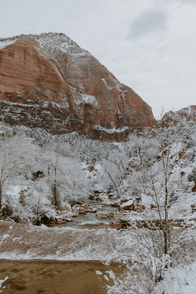 Fabiana and David, Zion National Park Proposal - Southern Utah Photographer, Emily Dawn Photo