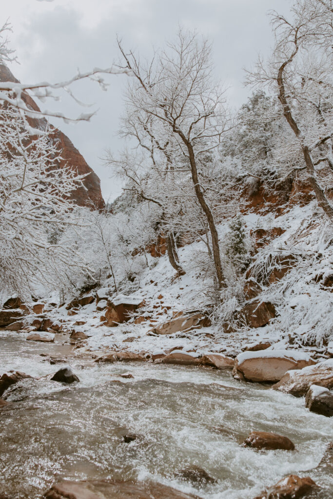 Fabiana and David, Zion National Park Proposal - Southern Utah Photographer, Emily Dawn Photo