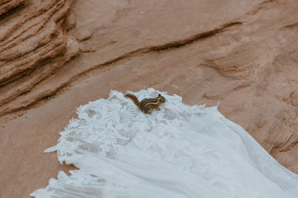 Kaitlyn and Sam | Zion National Park, Temple of Sinawava Wedding | Southern Utah Wedding and Elopement Photographer, Emily Dawn Photo