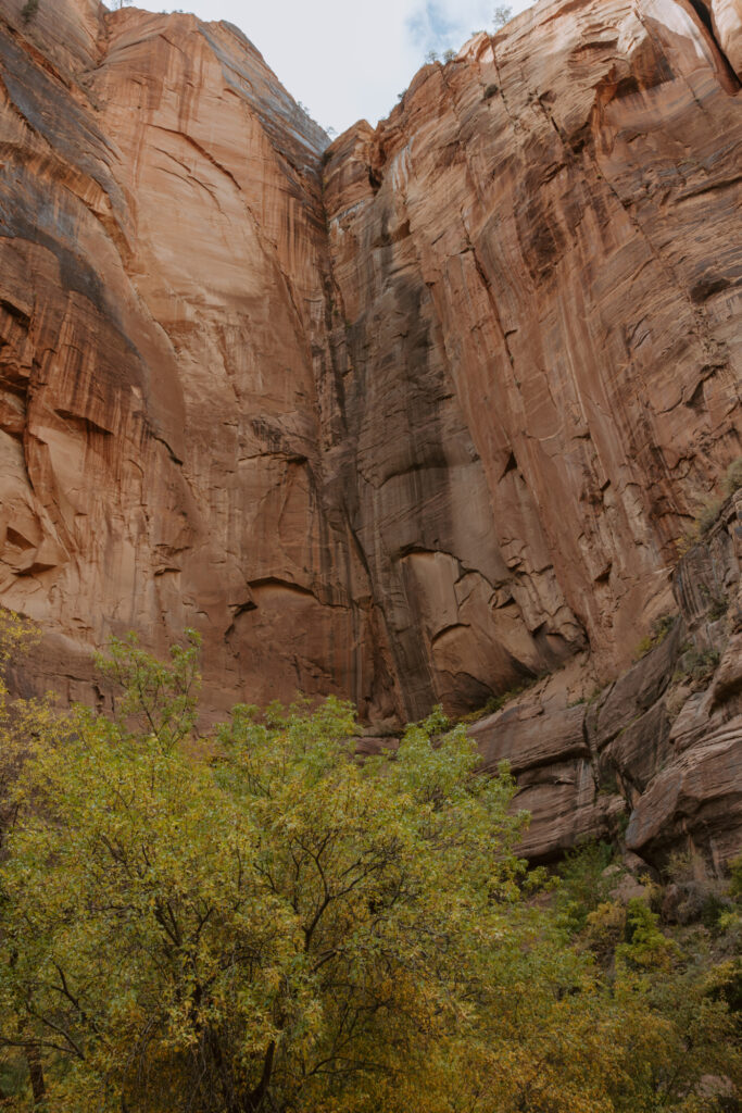 Kaitlyn and Sam | Zion National Park, Temple of Sinawava Wedding | Southern Utah Wedding and Elopement Photographer, Emily Dawn Photo