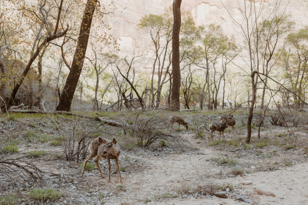 Rachel and Matt, Zion National Park Wedding - Southern Utah Photographer, Emily Dawn Photo