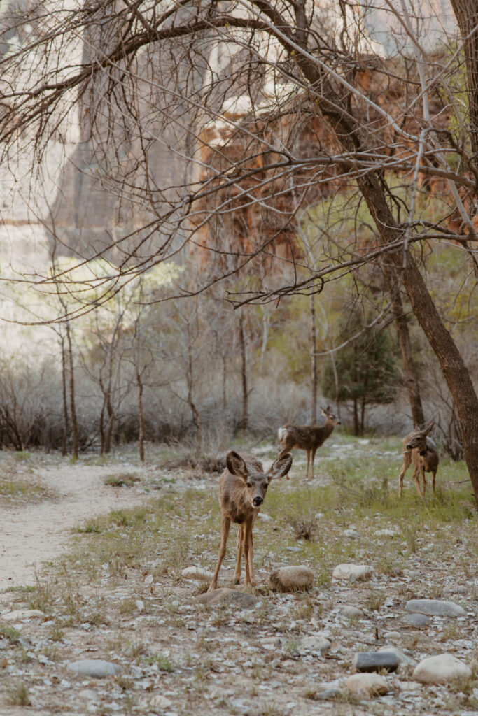 Rachel and Matt, Zion National Park Wedding - Southern Utah Photographer, Emily Dawn Photo