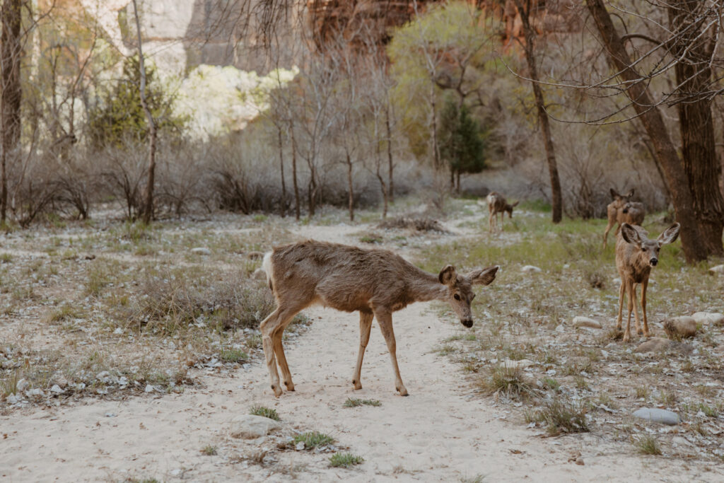 Rachel and Matt, Zion National Park Wedding - Southern Utah Photographer, Emily Dawn Photo