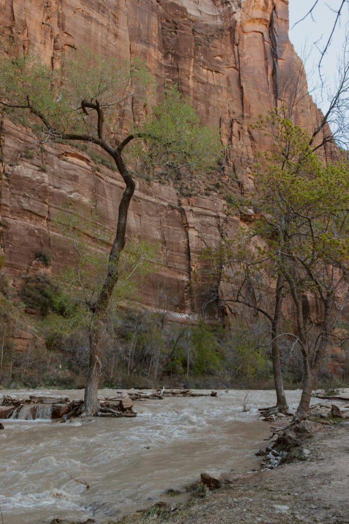 Rachel and Matt, Zion National Park Wedding - Southern Utah Photographer, Emily Dawn Photo