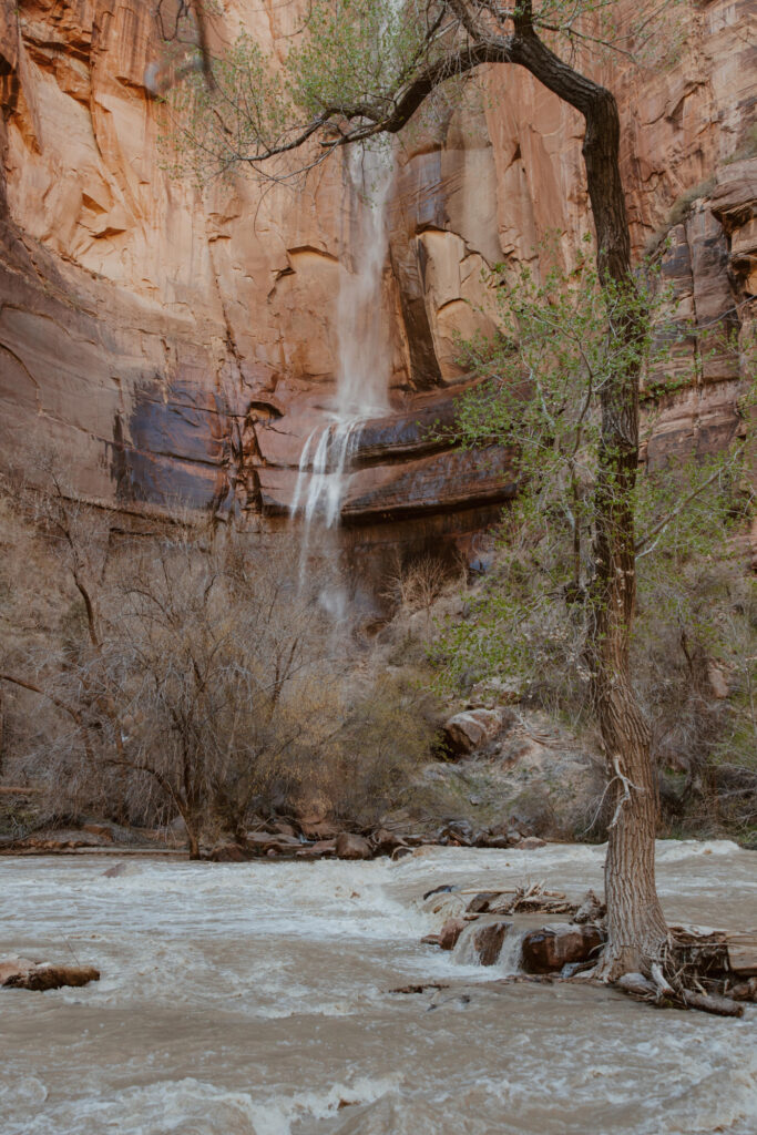 Rachel and Matt, Zion National Park Wedding - Southern Utah Photographer, Emily Dawn Photo