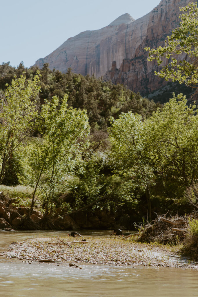 Whitney and Trenton | Zion National Park Vow Renewal | Springdale, Utah | Emily Dawn Photo | Southern Utah Wedding and Elopement Photographer